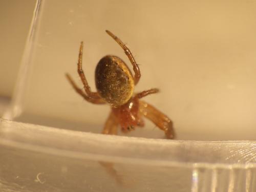 Araniella sp.
